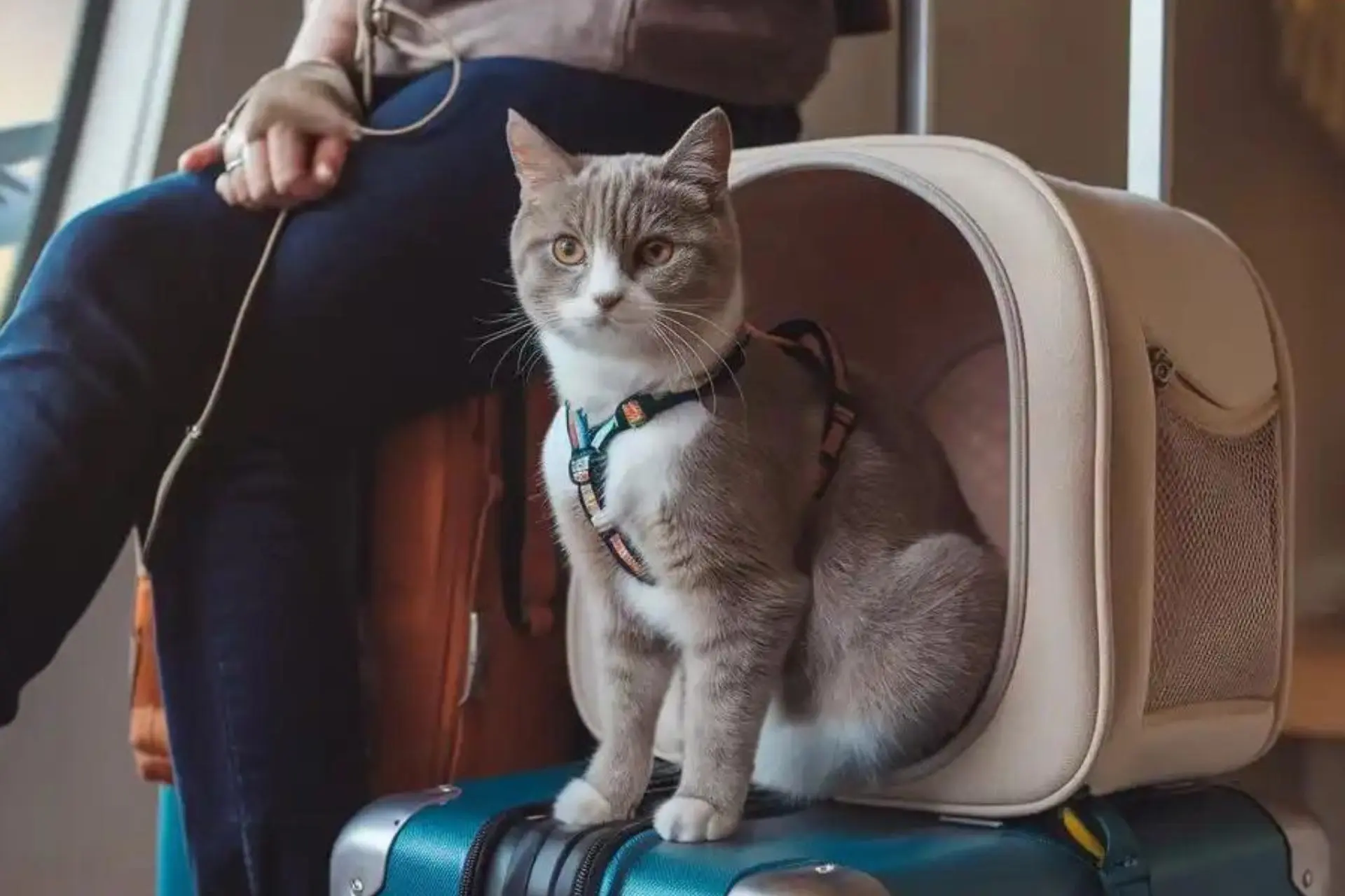 How to Travel with a Cat