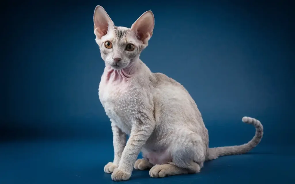 Unique Cat Breeds