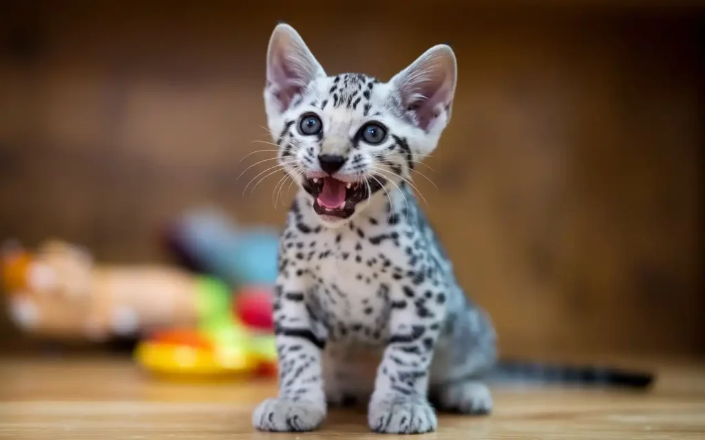 Toyger Kitten