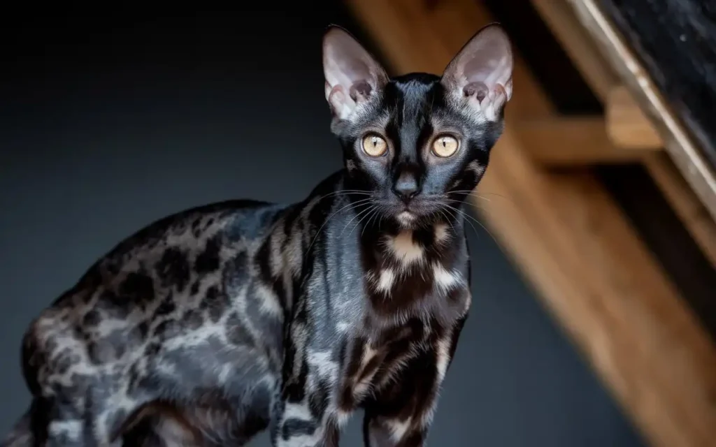 Black Bengal Cat