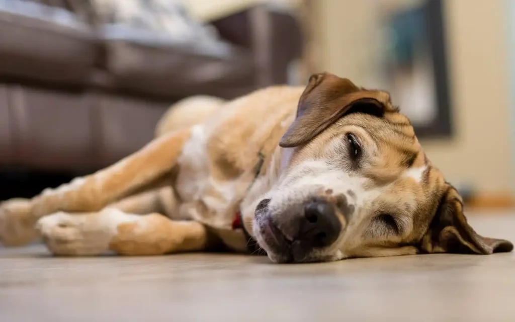 how to treat a sick dog at home