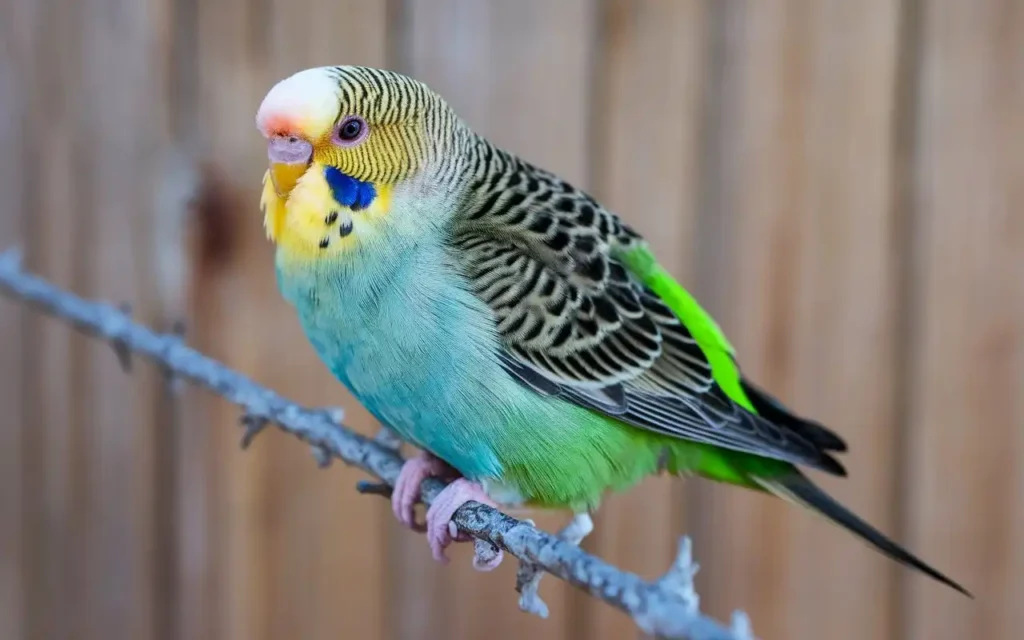 egg binding in birds