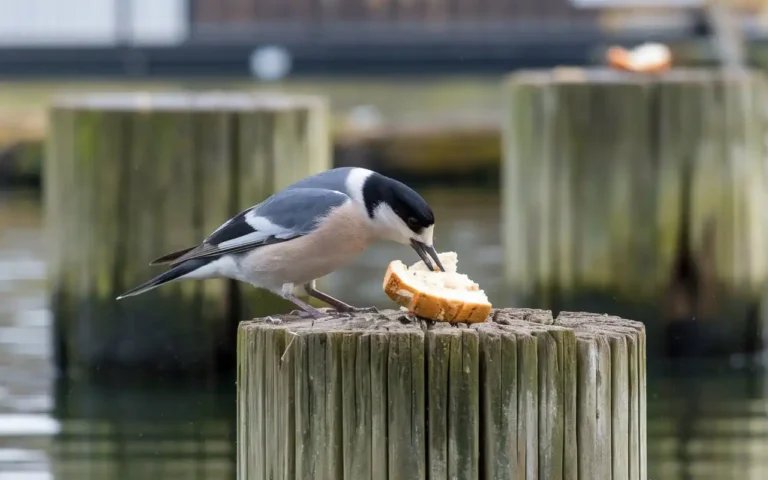 Can birds eat bread