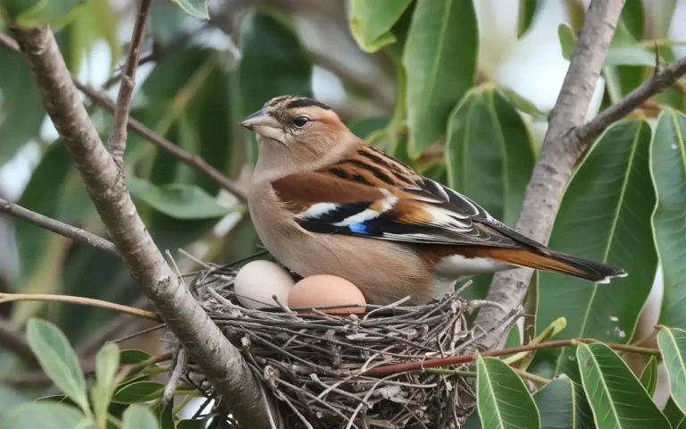 egg binding in birds