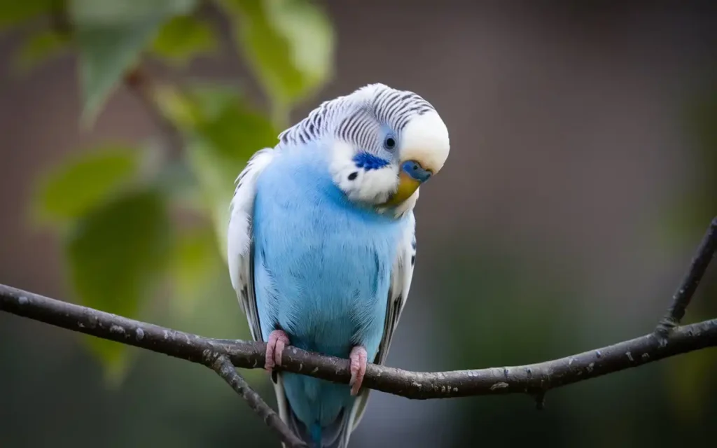 budgie bird care