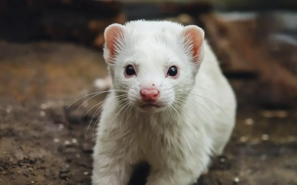 Ferret Colors