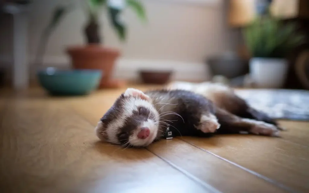 Ferret Dying Signs