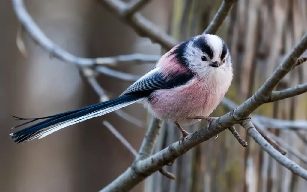 cutest bird species