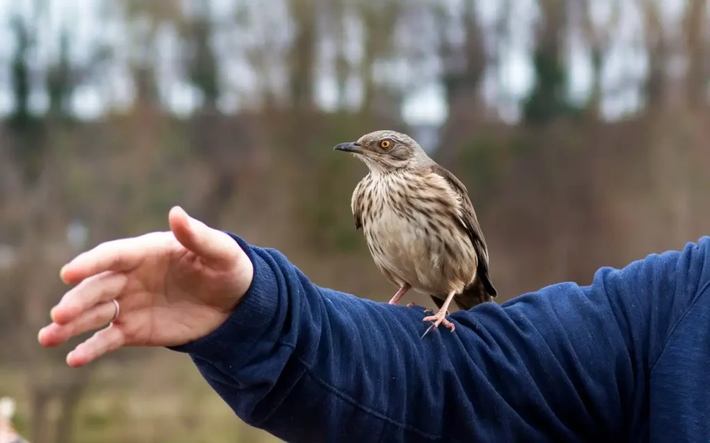 how do you train a bird