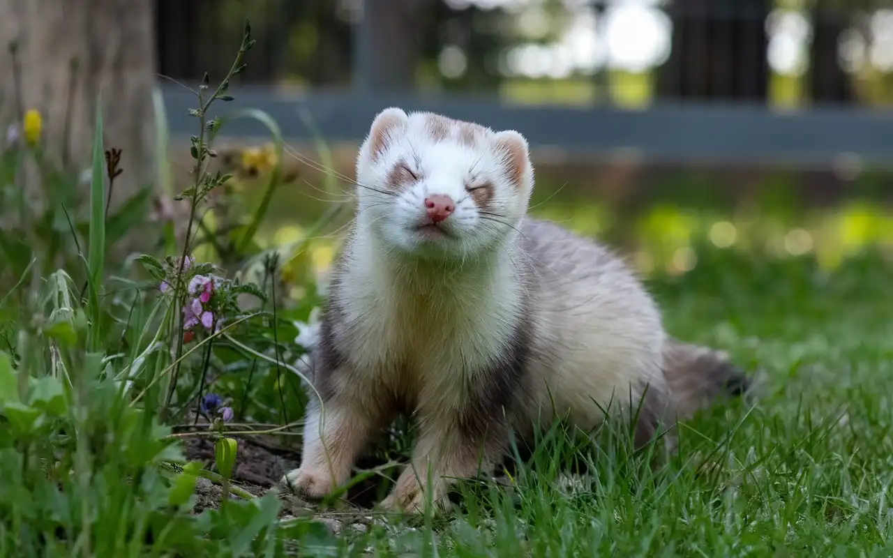 why is my ferret so itchy