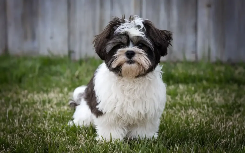 Poodle Mix Small Breed Dogs