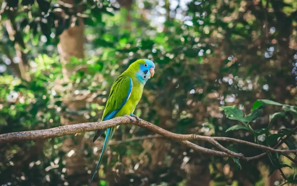 how to take care of parakeets