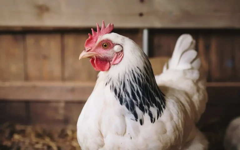 fowl pox in chickens