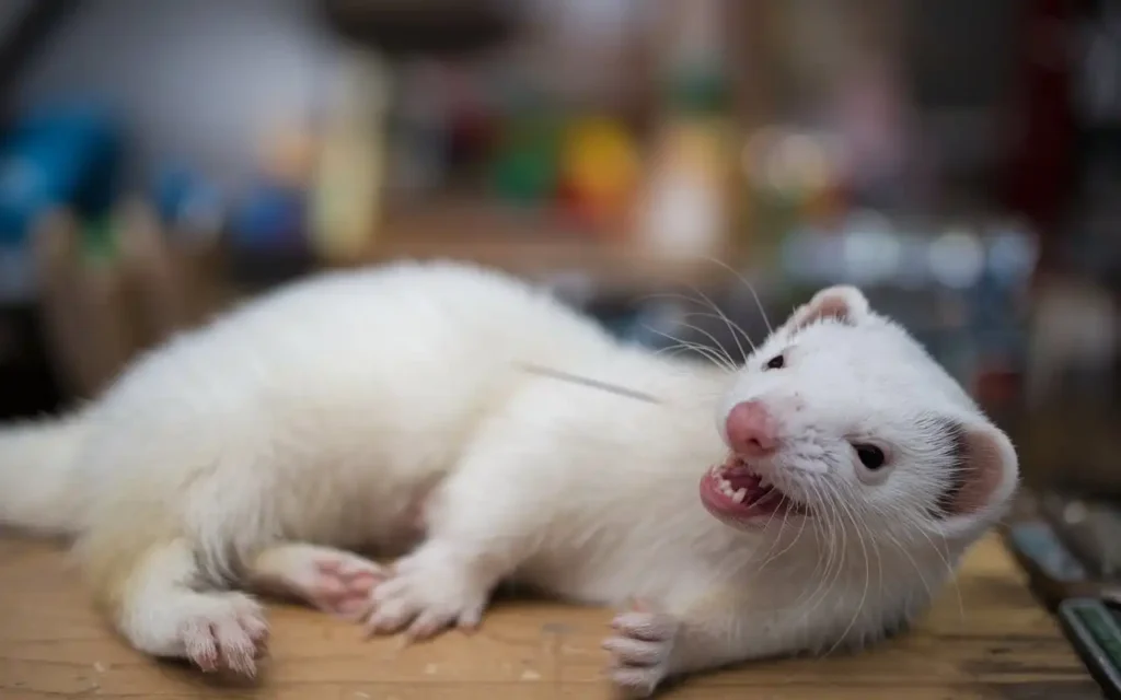 ferret being sick