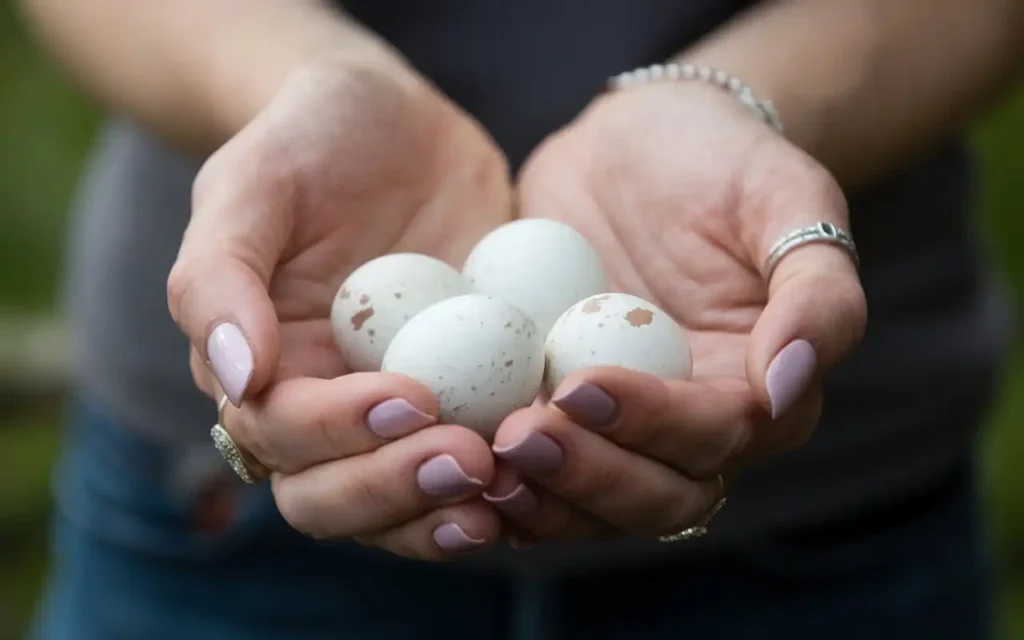 egg binding in birds