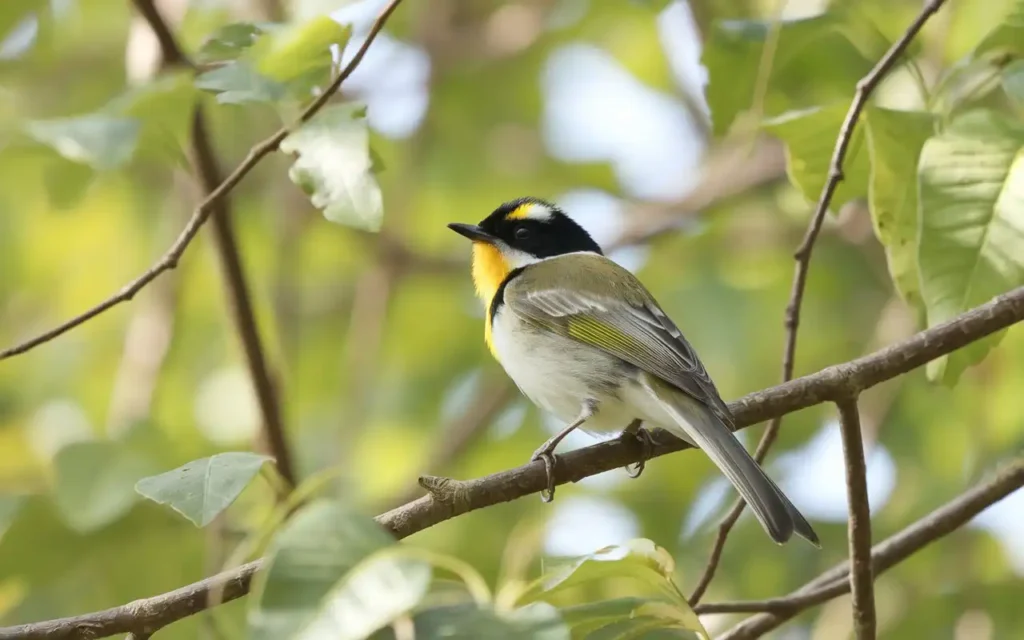 Wisconsin Bird Species