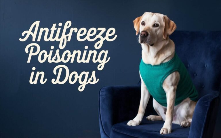 Antifreeze Poisoning in Dogs