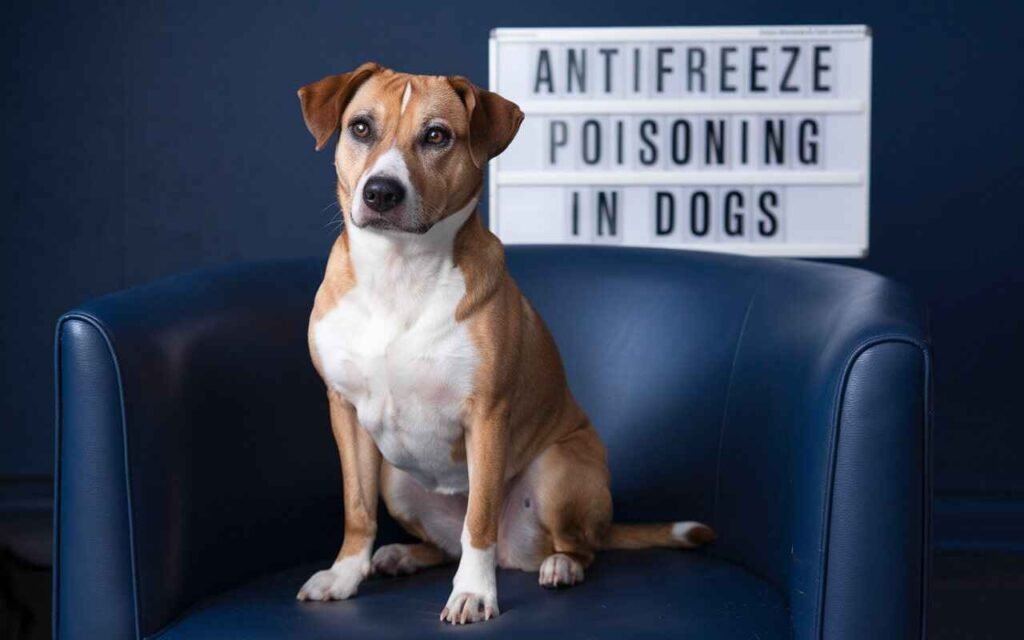 Antifreeze Poisoning in Dogs