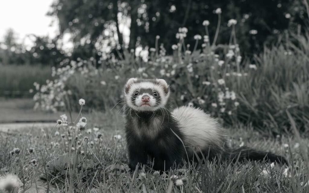 estrogen toxicity ferret