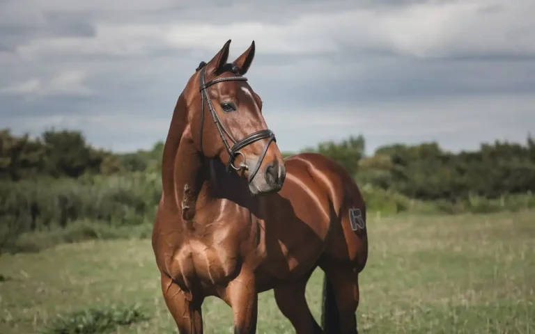 horse gestation period