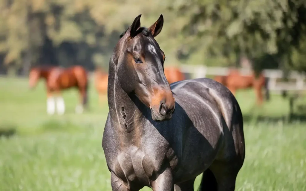 Wolf Teeth in Horses