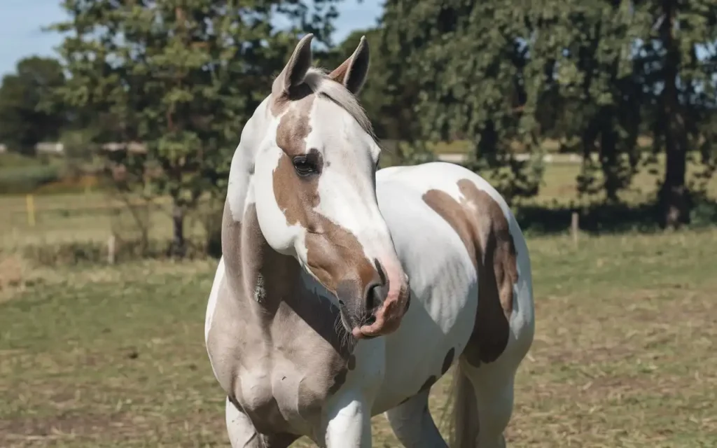 Vitiligo in Horses