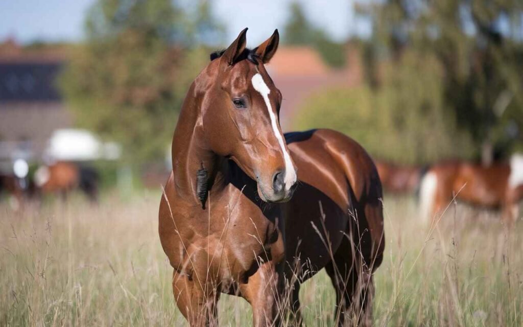 Skin Conditions in Horses