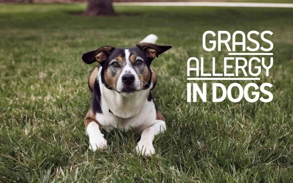 Grass Allergy in Dogs